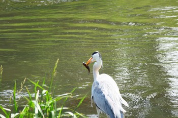 Grey Heron 柏尾川 Sun, 5/15/2016