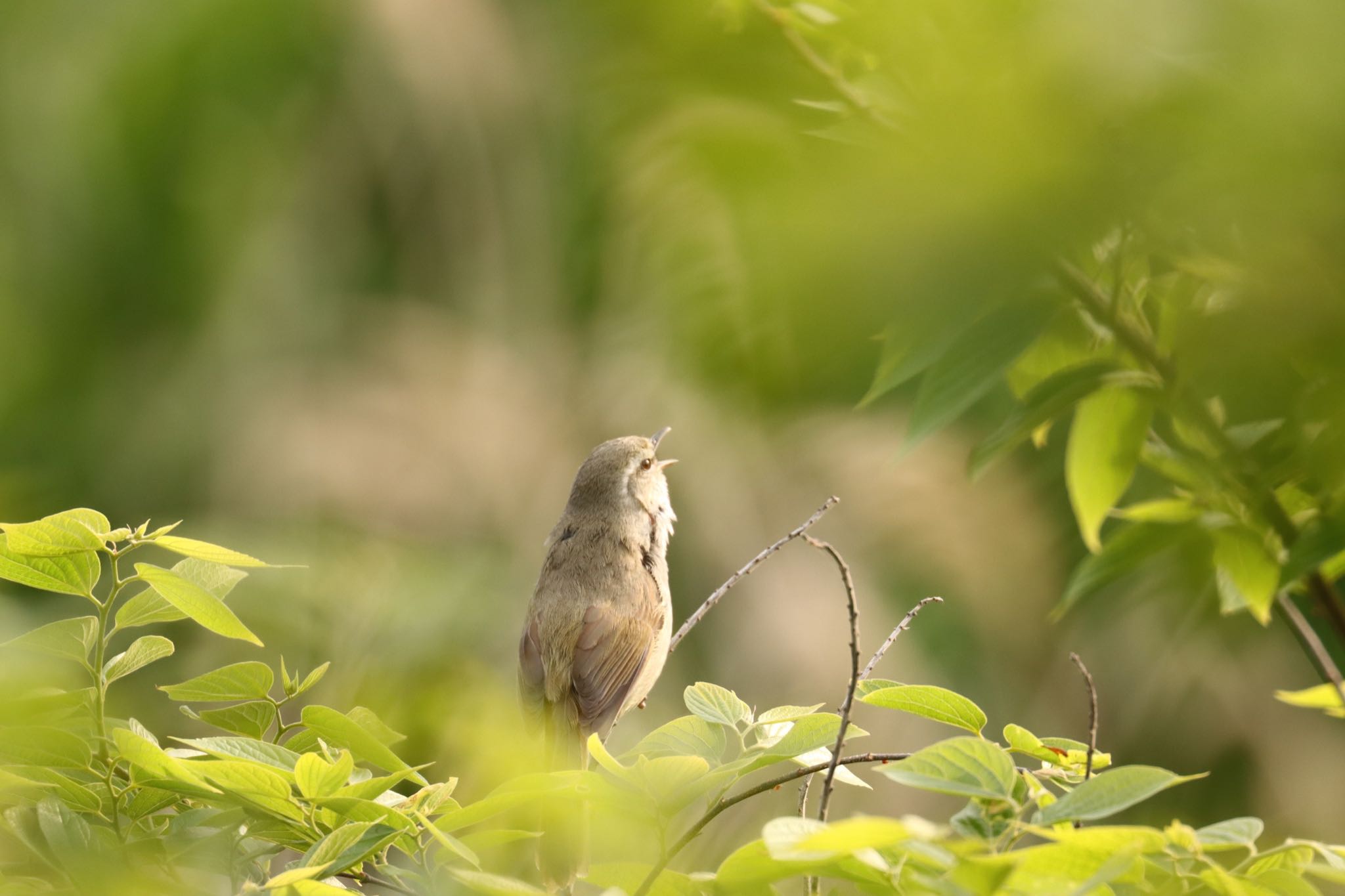 Photo of Japanese Bush Warbler at 大村市郡川 by juusenseibatsu