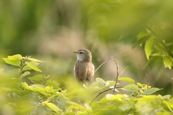 Japanese Bush Warbler 大村市郡川 Sun, 4/26/2020