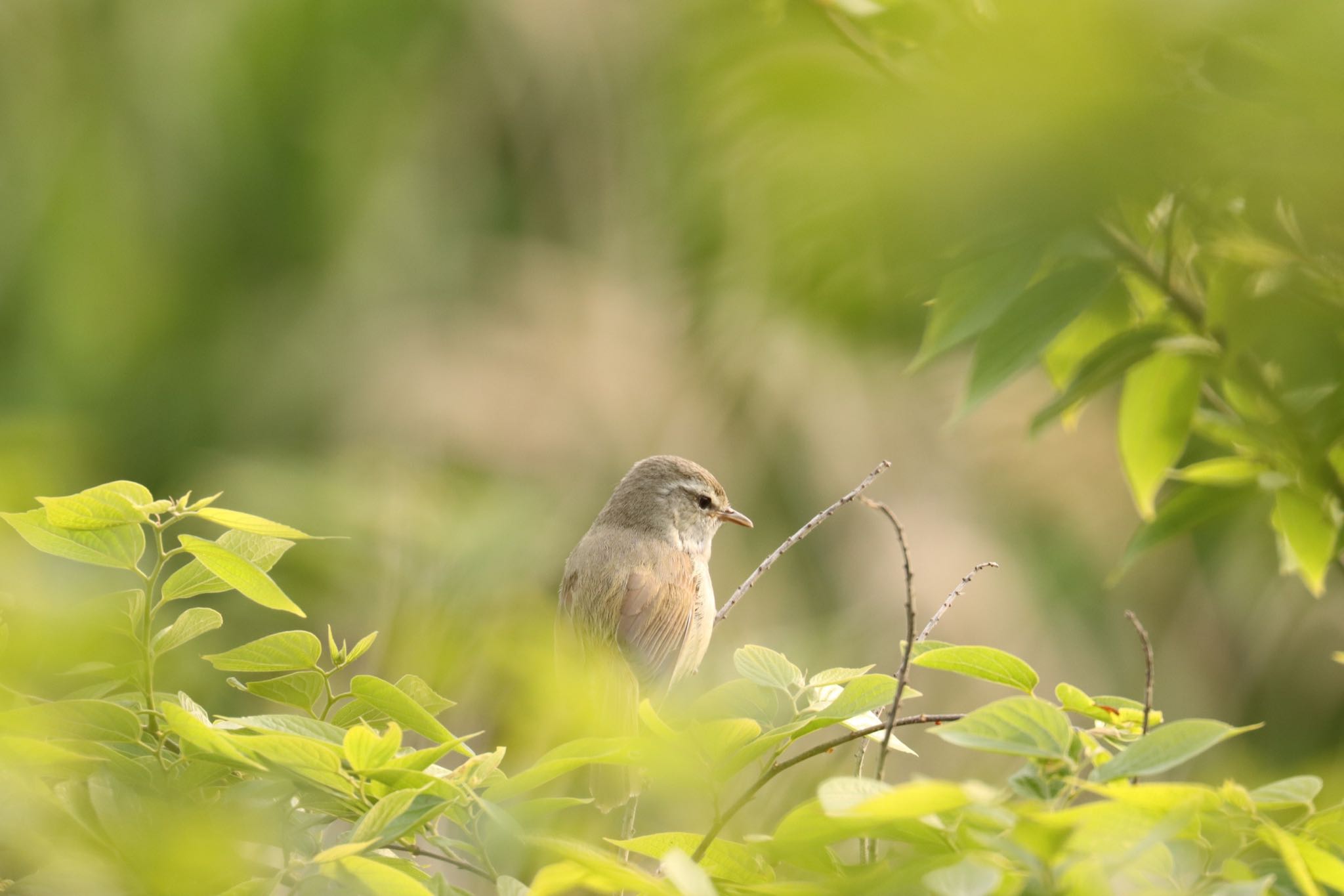 Photo of Japanese Bush Warbler at 大村市郡川 by juusenseibatsu