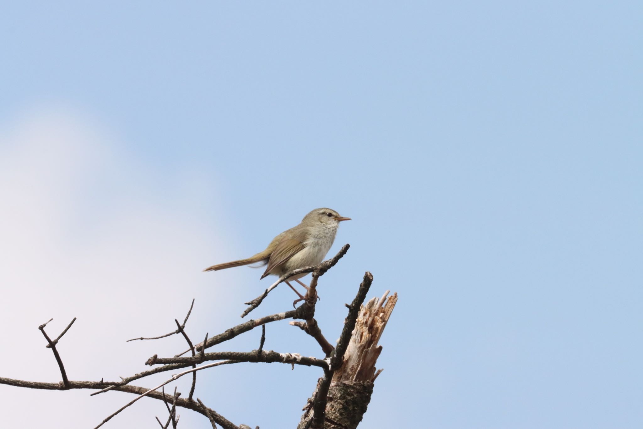 Photo of Japanese Bush Warbler at 雲仙仁田峠 by juusenseibatsu