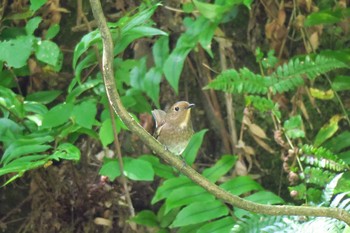 Blue-and-white Flycatcher 瀬上市民の森 Sun, 5/15/2016