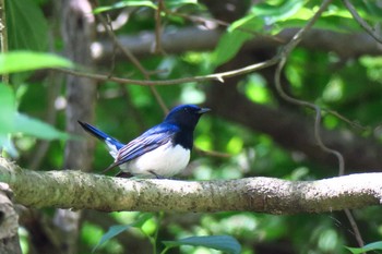 Blue-and-white Flycatcher 瀬上市民の森 Sun, 5/15/2016