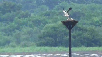 2020年7月14日(火) 渡良瀬遊水地第二調節池の野鳥観察記録
