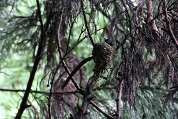 サンコウチョウ ささやまの森公園(篠山の森公園) 2020年7月12日(日)