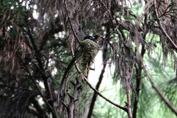 サンコウチョウ ささやまの森公園(篠山の森公園) 2020年7月12日(日)