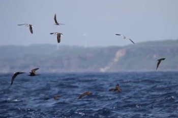 マミジロアジサシ 宮古島(沖縄県) 2020年6月23日(火)