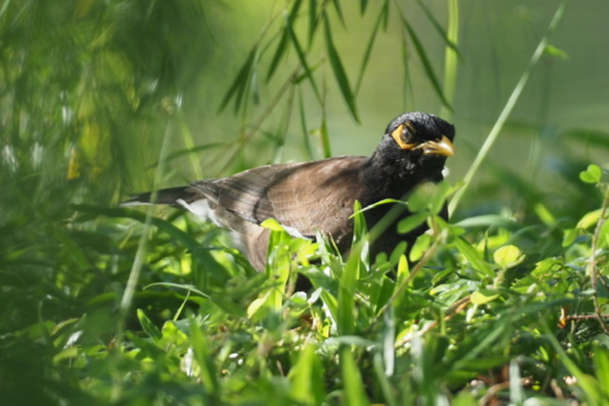 Photo of Common Myna at Bay East Garden (Singapore) by T K