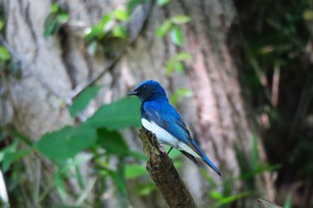 Blue-and-white Flycatcher 瀬上市民の森 Sun, 5/15/2016