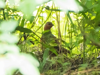 2020年7月12日(日) 見沼たんぼの野鳥観察記録