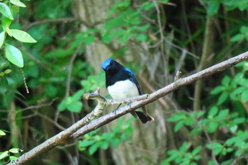 Blue-and-white Flycatcher 瀬上市民の森 Sun, 5/15/2016