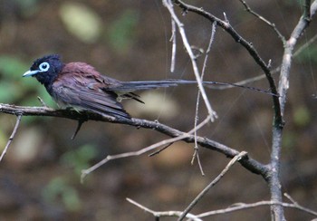 Black Paradise Flycatcher Hayatogawa Forest Road Sun, 7/12/2020