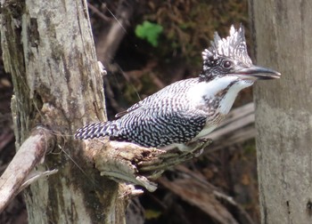 Crested Kingfisher Hayatogawa Forest Road Sun, 7/12/2020