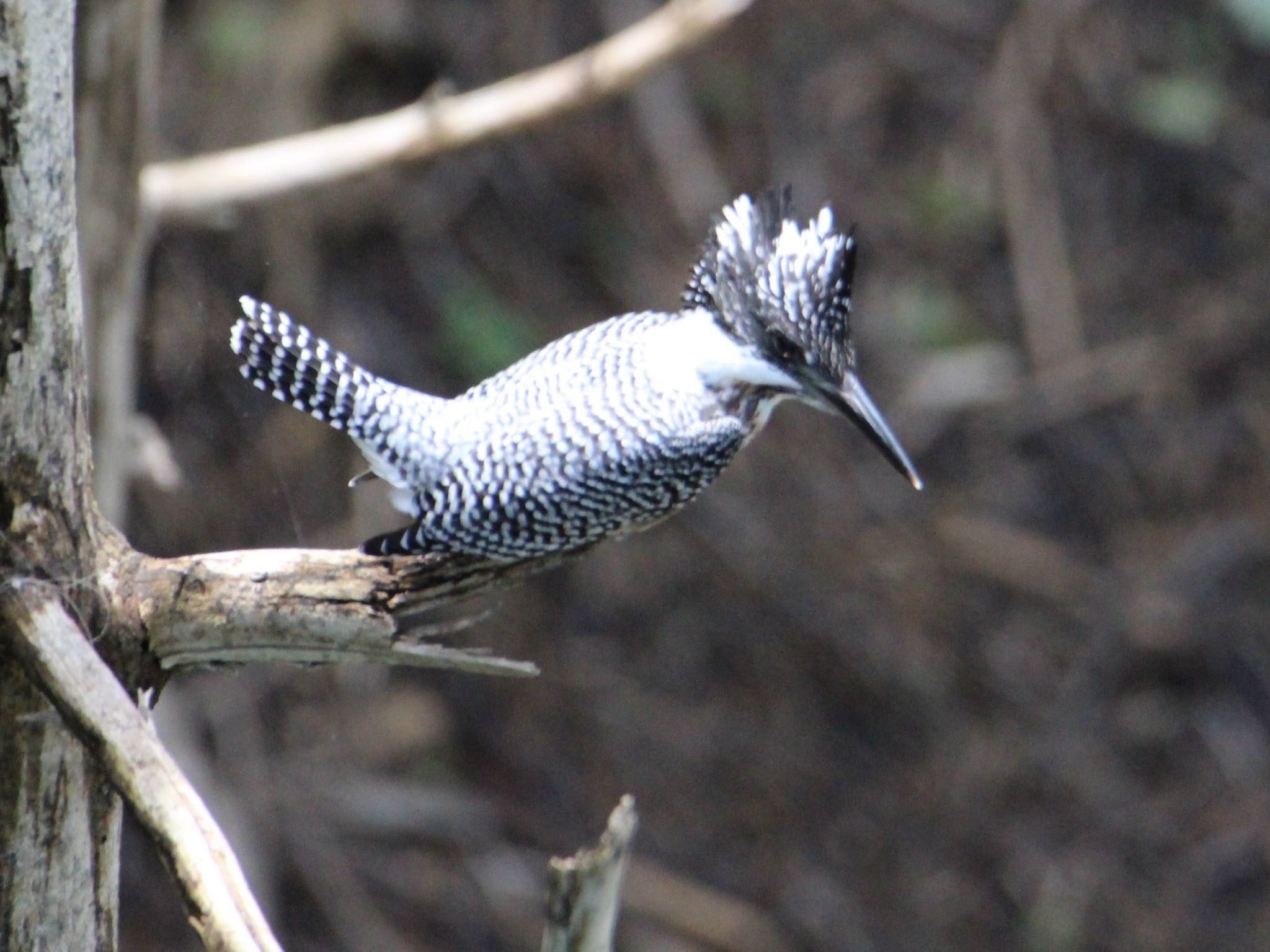 Photo of Crested Kingfisher at Hayatogawa Forest Road by ぽぽぽ