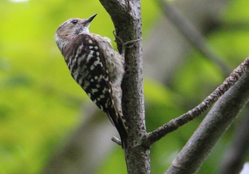 Japanese Pygmy Woodpecker Nagahama Park Sat, 7/11/2020