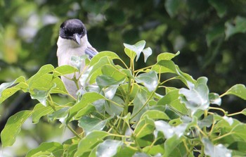 Azure-winged Magpie Nagahama Park Sat, 7/11/2020