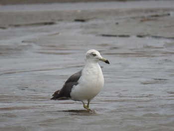 Black-tailed Gull Kasai Rinkai Park Sun, 7/5/2020