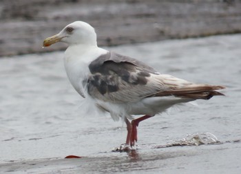 Vega Gull Kasai Rinkai Park Sun, 7/5/2020