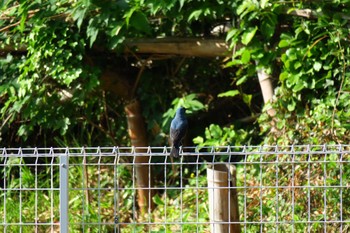 Blue Rock Thrush いたち川 Sun, 5/15/2016