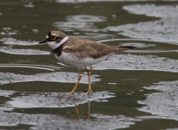 Little Ringed Plover Kasai Rinkai Park Sun, 7/5/2020