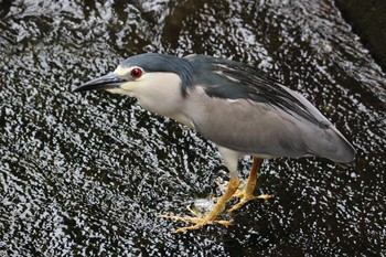 Black-crowned Night Heron Kasai Rinkai Park Sun, 6/28/2020