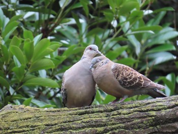 Oriental Turtle Dove Kasai Rinkai Park Sun, 6/28/2020