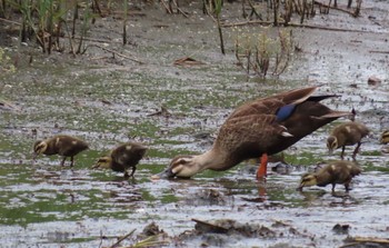 Eastern Spot-billed Duck Kasai Rinkai Park Sun, 6/28/2020