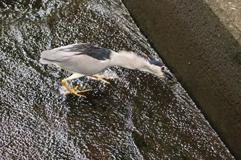 Black-crowned Night Heron Kasai Rinkai Park Sun, 6/28/2020