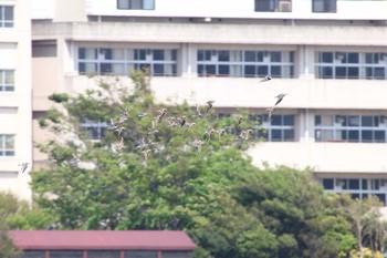 2016年5月8日(日) 谷津干潟の野鳥観察記録