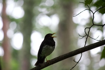 クロツグミ 長野県（南信） 2020年7月15日(水)