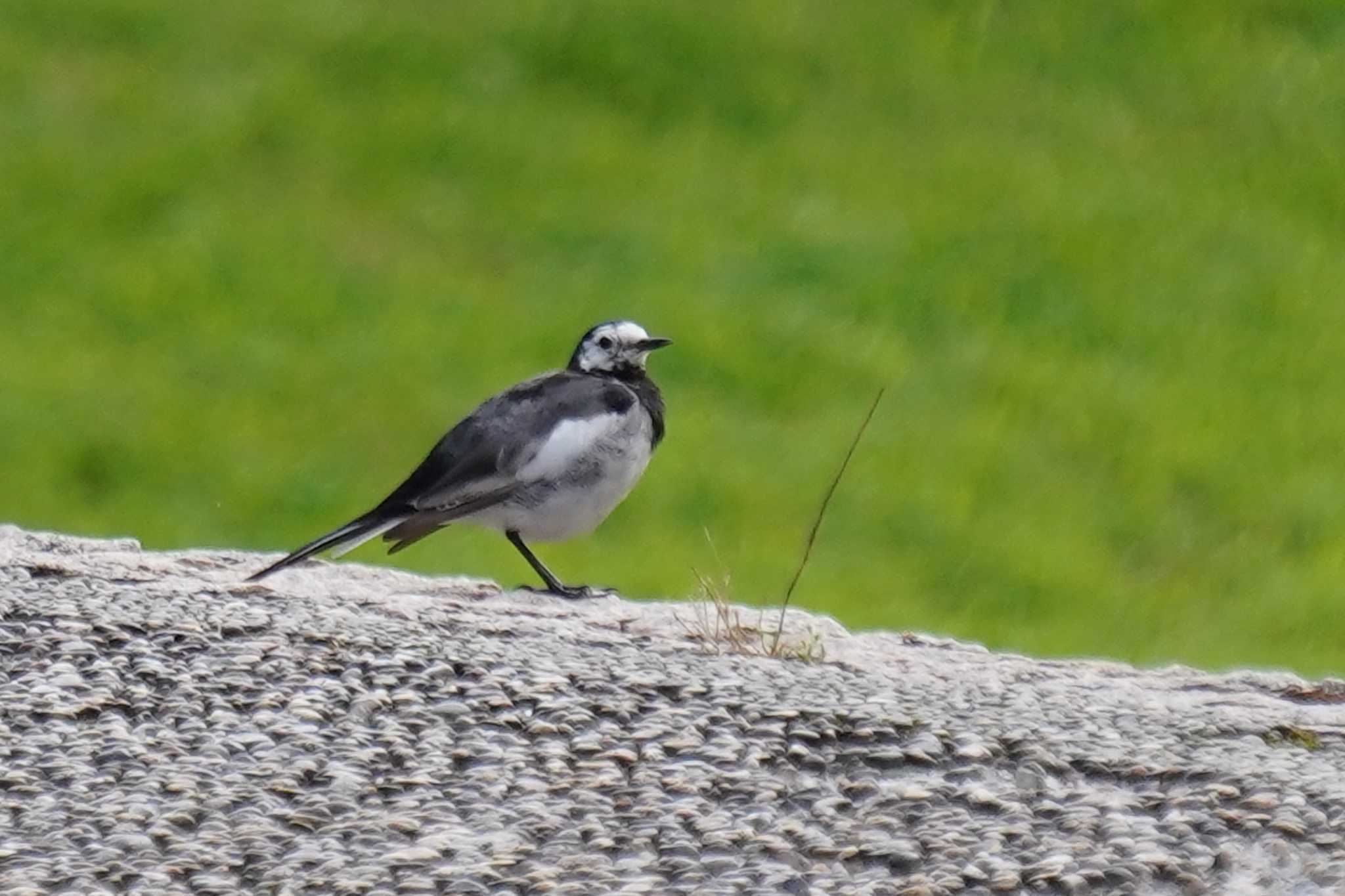 Photo of White Wagtail at 兵庫県三木市 by nearco