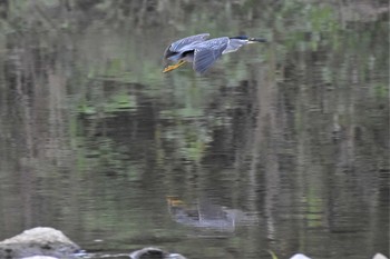 ササゴイ 入間川(広瀬橋付近) 2020年7月15日(水)