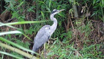 Grey Heron Unknown Spots Wed, 7/15/2020