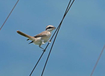 Brown Shrike Unknown Spots Sun, 7/12/2020