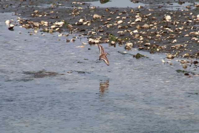 Photo of Dunlin at Yatsu-higata by natoto