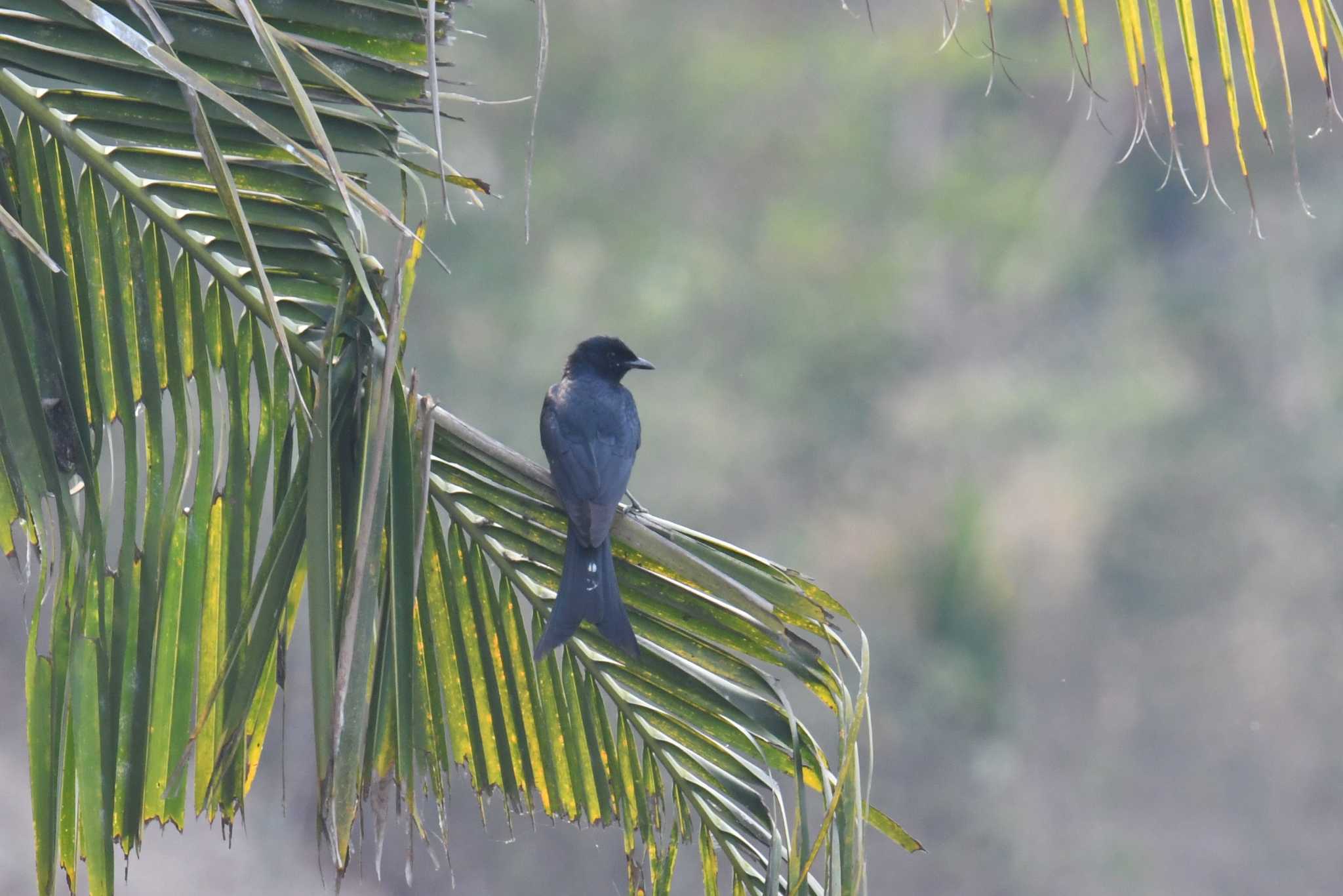 Black Drongo