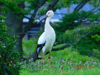 コウノトリ 野田市 2020年7月15日(水)