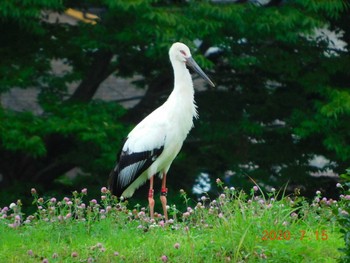 コウノトリ 野田市 2020年7月15日(水)