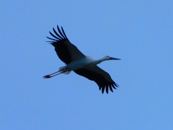 コウノトリ 野田市 2020年7月15日(水)