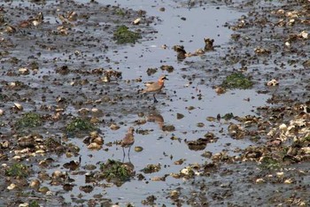 Siberian Sand Plover Yatsu-higata Sun, 5/8/2016