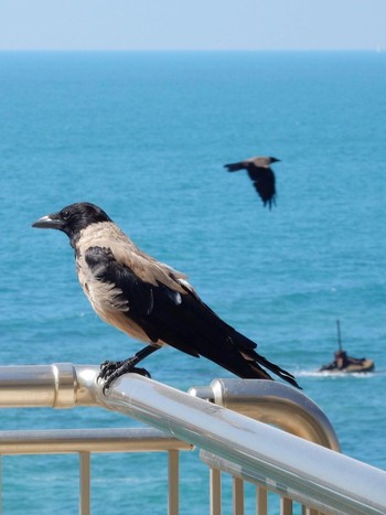 ズキンガラス Tel Aviv, Israel  2020年7月15日(水)