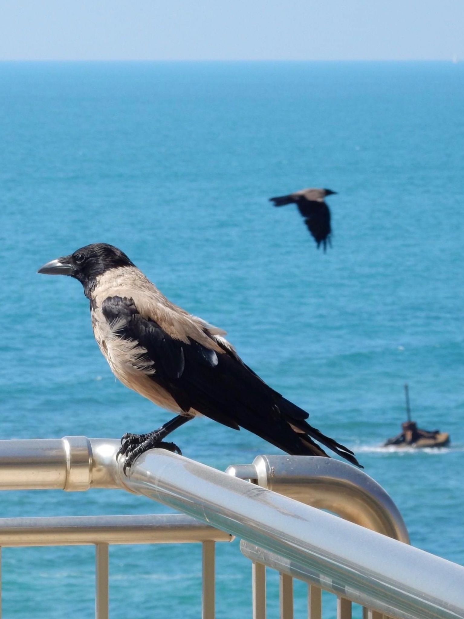 Tel Aviv, Israel  ズキンガラスの写真 by tlvatsko83