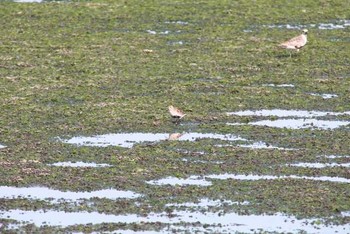 Dunlin Yatsu-higata Sun, 5/8/2016