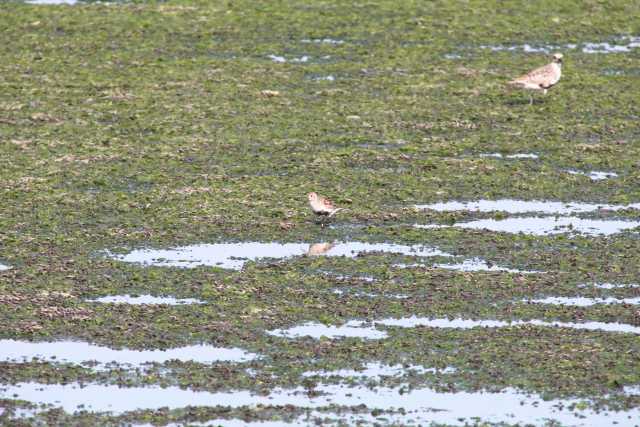 Photo of Dunlin at Yatsu-higata by natoto