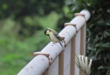 Japanese Tit 境川(境橋付近) Thu, 7/16/2020