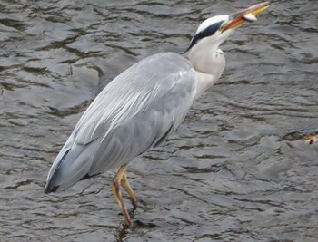 Grey Heron 境川(境橋付近) Thu, 7/16/2020