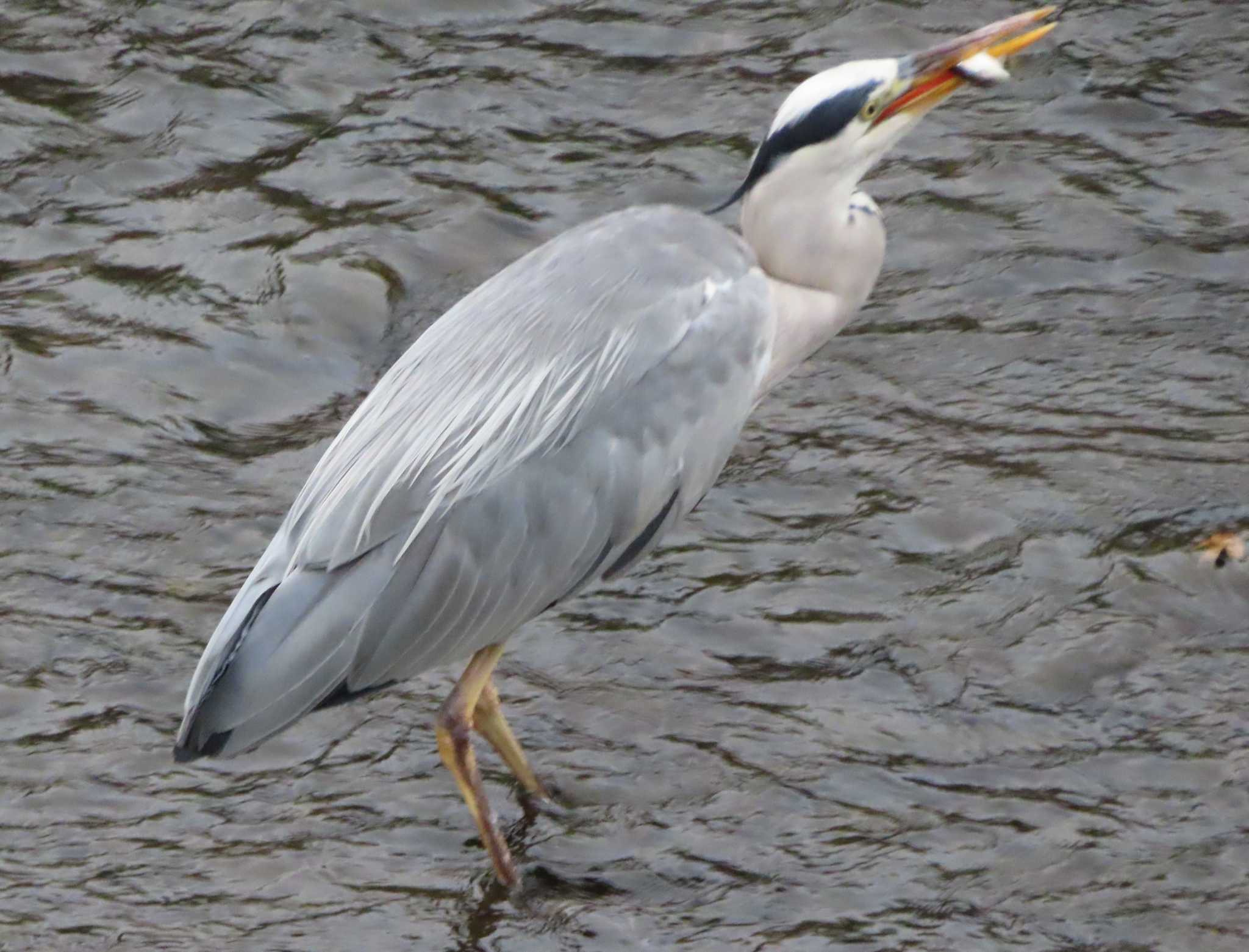 Photo of Grey Heron at 境川(境橋付近) by ゆ