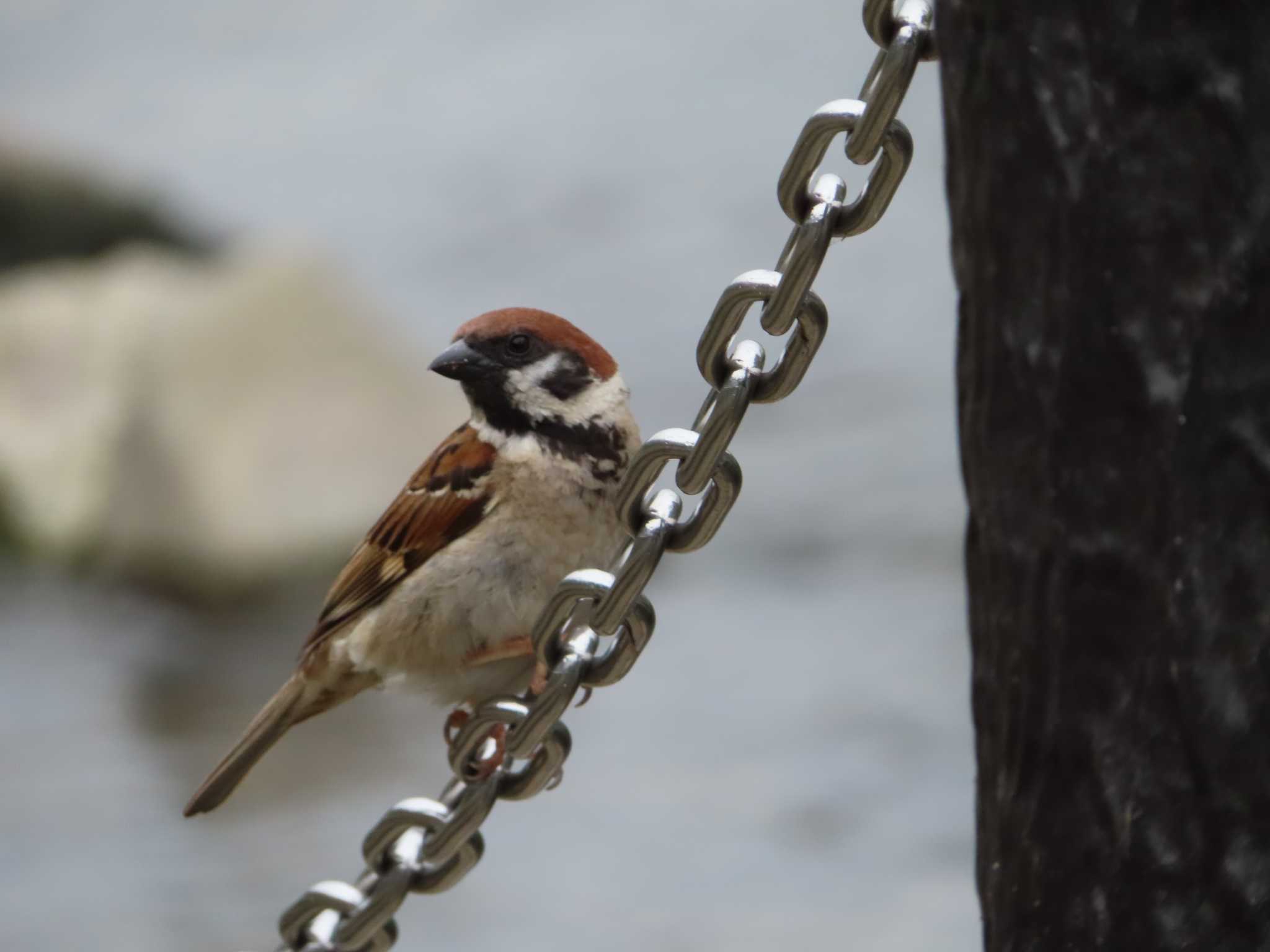 Photo of Eurasian Tree Sparrow at 境川(境橋付近) by ゆ