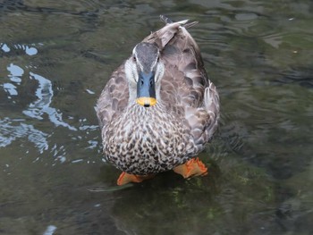 Eastern Spot-billed Duck 境川(境橋付近) Thu, 7/16/2020