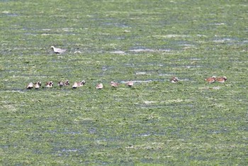 Ruddy Turnstone Yatsu-higata Sun, 5/8/2016